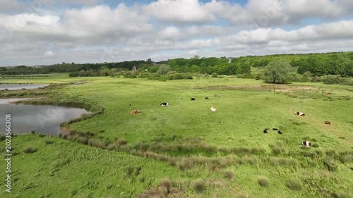 Aerial Drone View of Cattle Grazing in Wetland Meadows at Stanwick Lakes Northamptonshire England