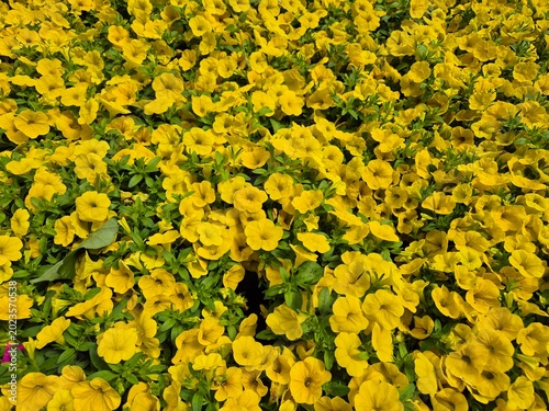 Calibrachoa, Zauberglöckchen, Million Bells in gelb