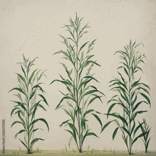 Fresh Green Fern Leaves Isolated for Nature Design Projects and Eco Friendly Concepts