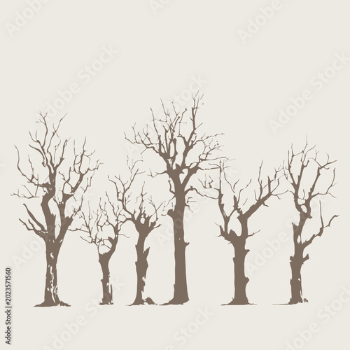 Leafless Trees Stand Along a Sandy Shoreline with Ferns and Rocky Edge