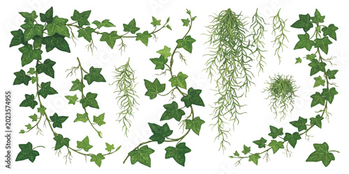 Bild auf Leinwand Set of green hanging ivy vines and climbing plant branches with leaves and roots