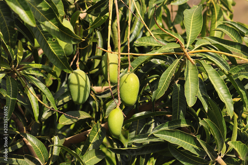 Raw Green Mangoes Hanging on Tree Branch. Unripe Mango Fruits Growing on a Tree. Close-Up of Green Mangoes in Orchard. Tropical Mango Orchard. Unripe Mango Harvest. Green Mangoes on Tree