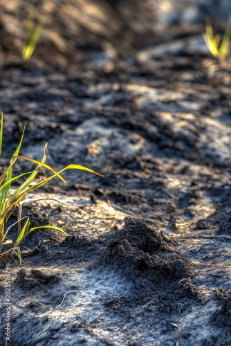 Close-up of a plant sprouting from the ground, with earthy tones and natural textures. vertical frame