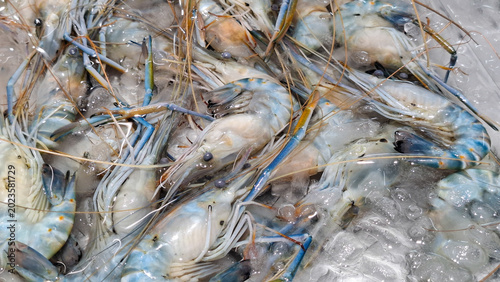 Fotografie Fresh giant river prawns with long blue claws chilled on crushed ice at a tradit