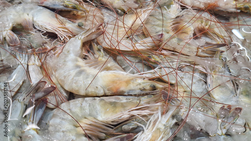 Fotografía Fresh raw white prawns caught fresh and piled up on ice at a local seafood wet m