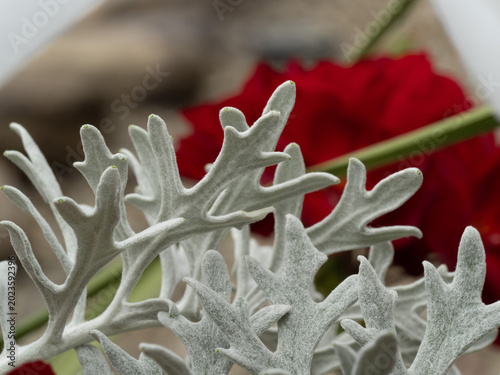 Cuadro en lienzo Silver Ragwort or Dusty Miller white with red close up