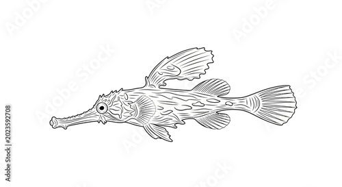 Obraz na płótnie Detailed illustration of a seahorse.