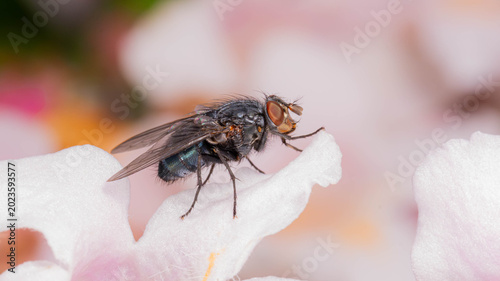 Bio Diversity - Calliphora vicina - Blue Bottle Fly Macro on a pink Flower in a Dreamy way with many Details