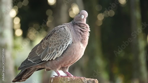 A dove, a beautiful dove in detail at sunrise in Brazil, 4k. Slow motion video.