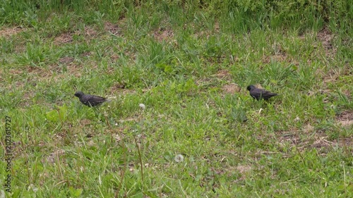 Rook birds look for food in the grass in spring