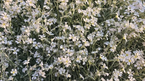 A type of herbaceous plants of the Clove family Jaskolka. Windy spring weather