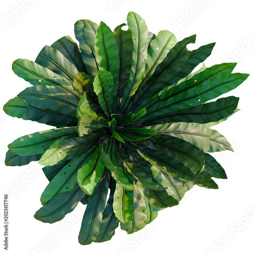 Photos Asplenium nidus tree, elevation, front view, cutout, transparent background, iso
