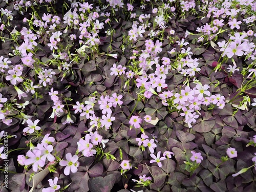 Roter Sauerklee, Oxalis triangularis