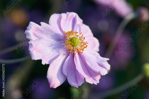 Pink Japanese Anemone Close-Up Bloom With Yellow Center In Garden Soft Light