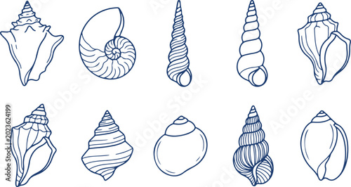 Foto Collection of various seashell and conch outlines hand drawn doodle elements for marine and beach design isolated on white background
