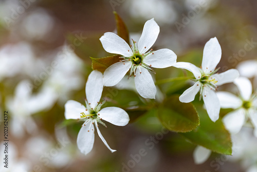 Serviceberry tree in bloom, New Brunswick, Canada. 