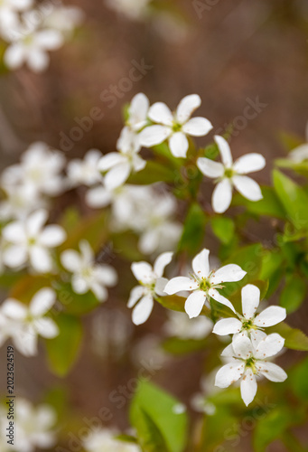 Serviceberry tree in bloom, New Brunswick, Canada. 