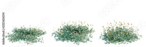 Fotografie Arachis Pintoi tree, elevation, front view, cutout, transparent background, isol