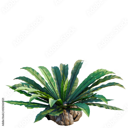 Quadro em tela Asplenium nidus tree, elevation, front view, cutout, transparent background, iso