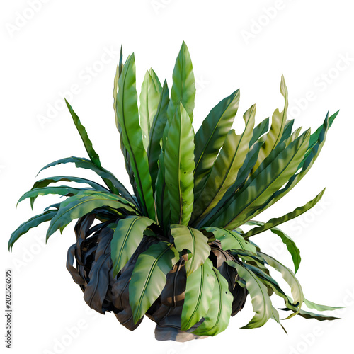Tableau sur toile Asplenium nidus tree, elevation, front view, cutout, transparent background, iso