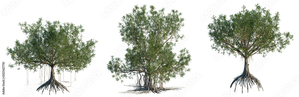 Fototapeta premium Ficus macrophylla tree, elevation, front view, cutout, transparent background, isolate, Banyan tree with aerial roots, detailed foliage, nature, tropical, close-up, vibrant, high resolution image