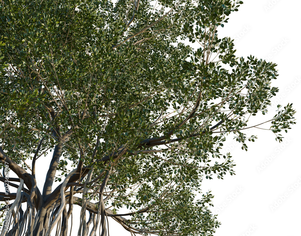 Fototapeta premium Ficus macrophylla tree, corner view, cutout, isolate, transparent background, Majestic Banyan Tree with Intricate Root System, Symbol of Strength and Resilience, Nature's Wonder