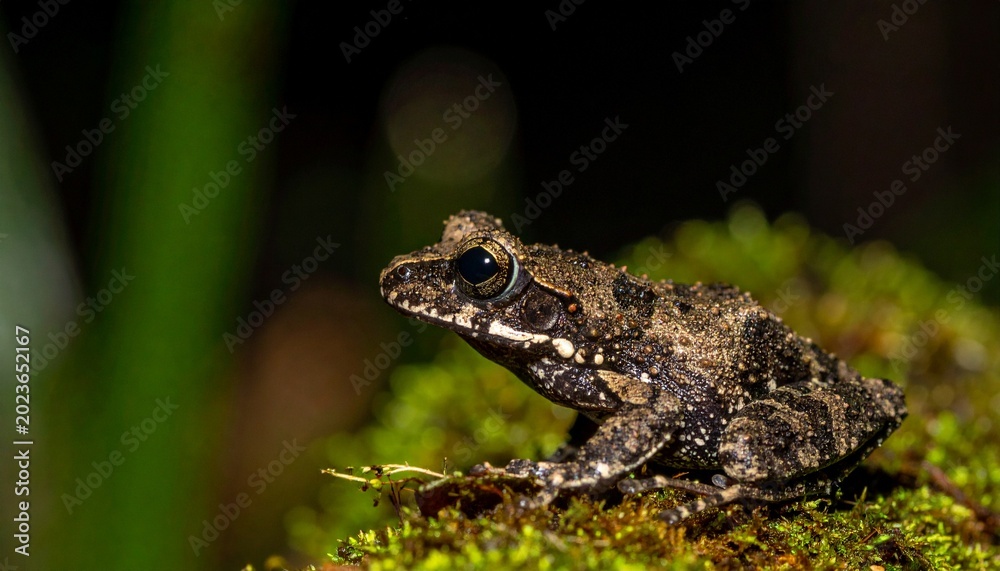 Obraz premium Close-up macro portrait of Vietnamese mossy frog on moss-covered branch