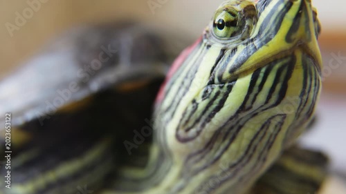 Red Eared Slider Turtle Detailed Macro Shot.