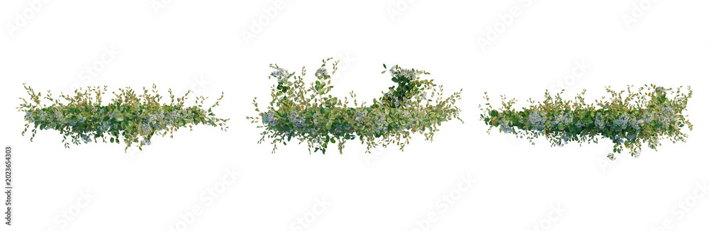 Obraz premium Clematis terniflora tree plan, top view, cutout, transparent background, isolate, Delicate Greenery Sprig Branch Floral Element for Design, Background, or Graphic Use