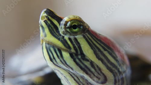 Red Eared Turtle Macro Wildlife Portrait.