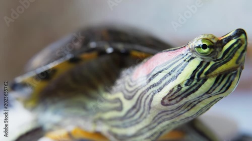 Red Eared Slider Turtle Macro Portrait Close Up.