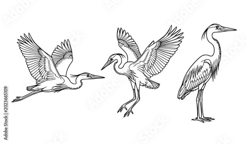 Tableau sur toile Great Blue Heron Bird Line Art Vector Illustration Set with Flying and Standing