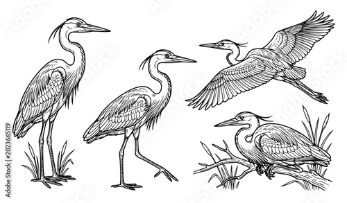 Tableau sur toile Wild Great Blue Heron Bird Sketch Vector Set for Wetland Nature Design