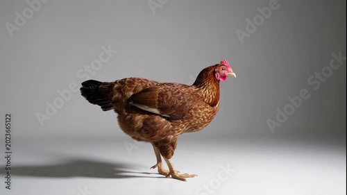 A brown chicken standing alone in a studio video setting