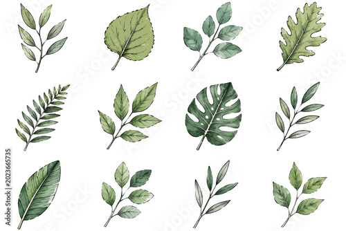 set of green leaves