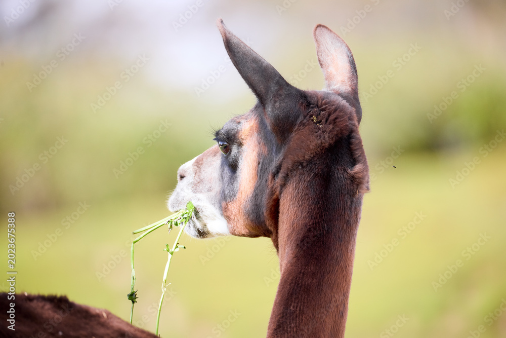 Fototapeta premium close up of a llama