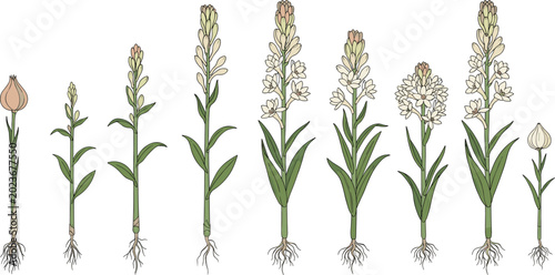 Canvastavla Tuberose blooming cycle vector diagram showing plant growth stages from bulb roo