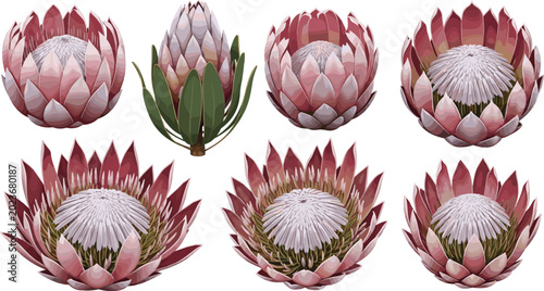 Foto King protea flower vector set showing various blooming stages from bud to open p