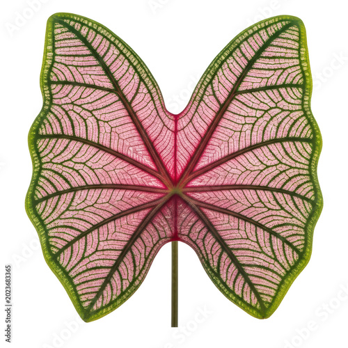 Caladium leaf with pink veins and green border with transparent background