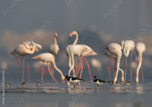 Tableau sur toile Oystercatcher at Eker with greater flamingos at the backdrop