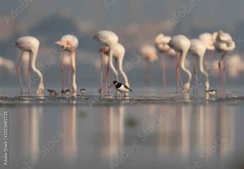 Foto Oystercatcher at Eker with greater flamingos at the backdrop, Bahrain