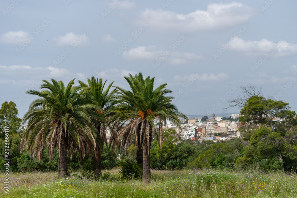Fototapeta premium Palmiers dans la banlieue de Tunis