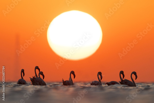 Tableau sur toile Greater Flamingos wading and dramatic sunrise at Asker coast, Bahrain