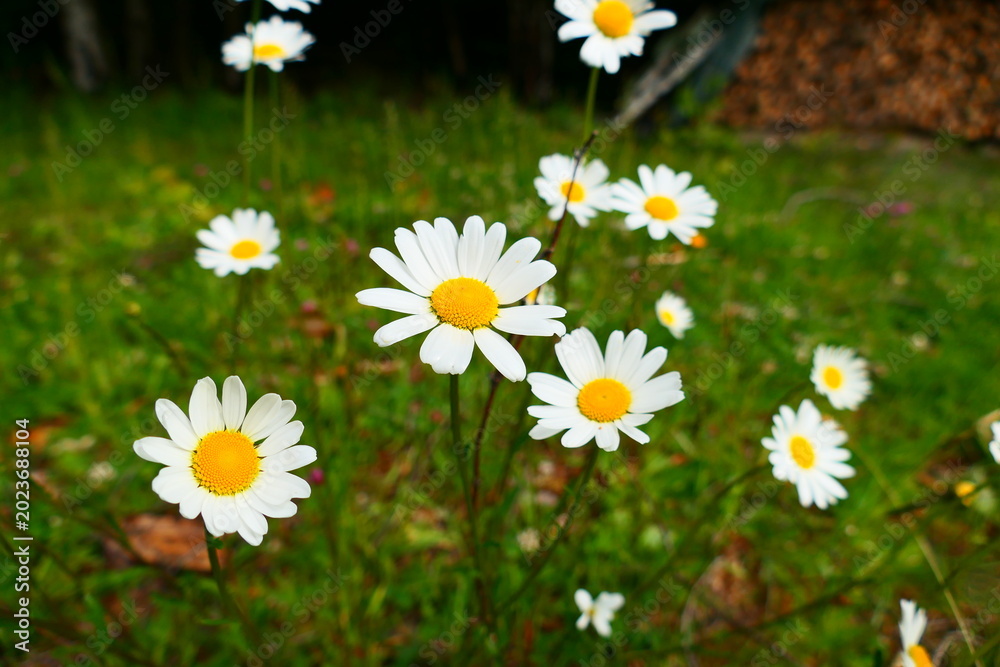 Obraz premium Margeriten Blüte