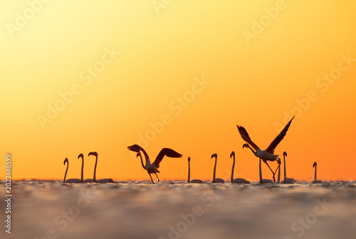 Cuadro en lienzo Silhouette of Greater Flamingos takeoff at Asker coast with dramatic hue