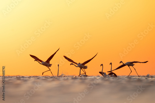 Tableau sur toile Greater Flamingos takeoff at Asker coast with dramatic hue, Bahrain