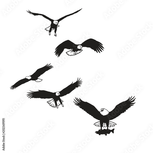 Print









A collection of vector illustrations of bald eagles (Haliaeetus leucocephalus) in various flying positions.

