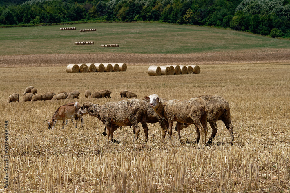 Fototapeta premium Sheep graze in a sunlit field with hay bales, evoking peace and rural charm.