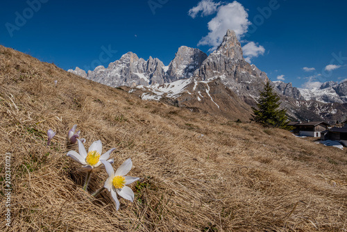 Trentino, fioritura al passo Rolle