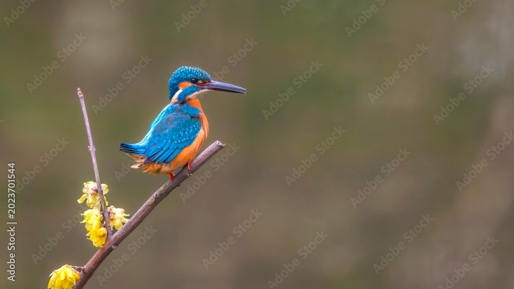 Fototapeta premium kingfisher on a branch